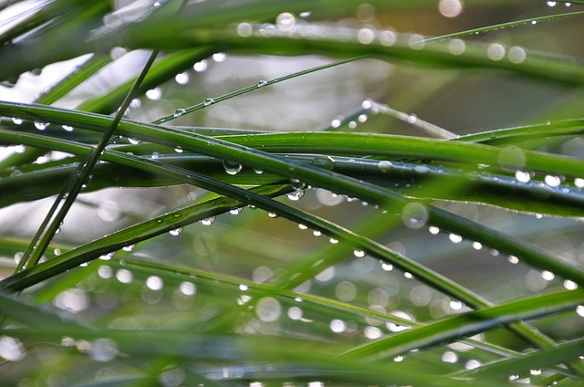 lawn