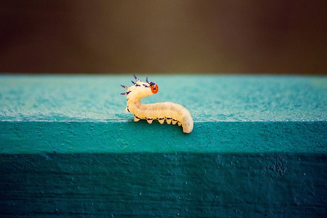 Eradicate Millipedes: Comprehensive Guide to Control & Professional Services