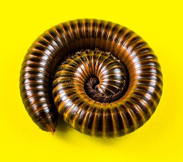 milipede-640x480-31136933.jpeg