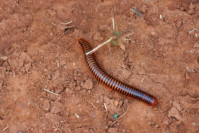 Eradicate Millipedes: Comprehensive Indoor & Outdoor Treatment Guide