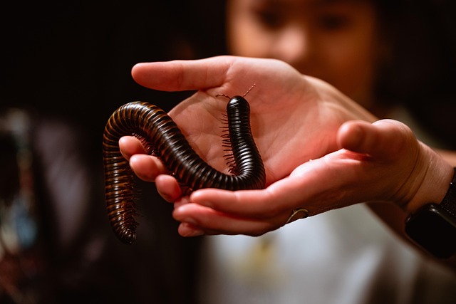 milipede-640x480-97283883.jpeg