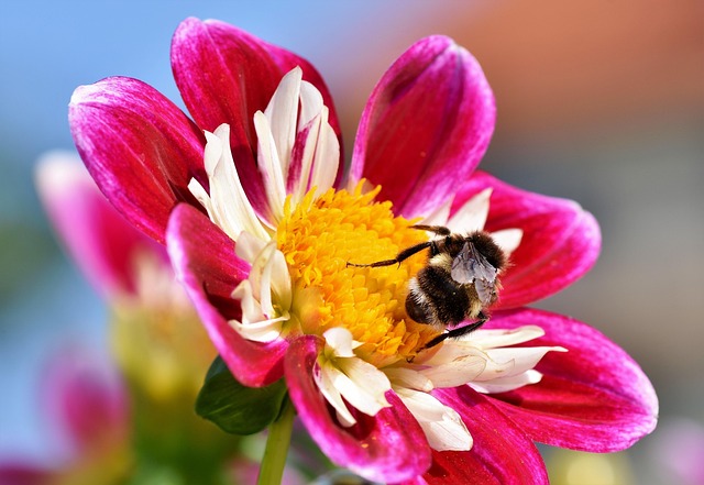 mole-insect-640x480-8926581.jpeg
