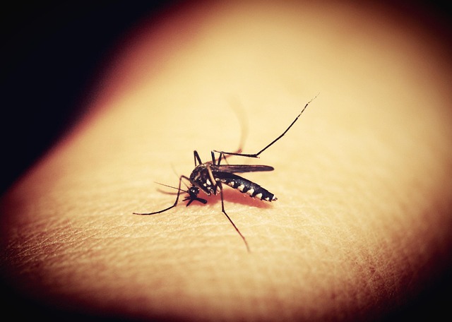 mosquito-640x480-46741634.jpeg