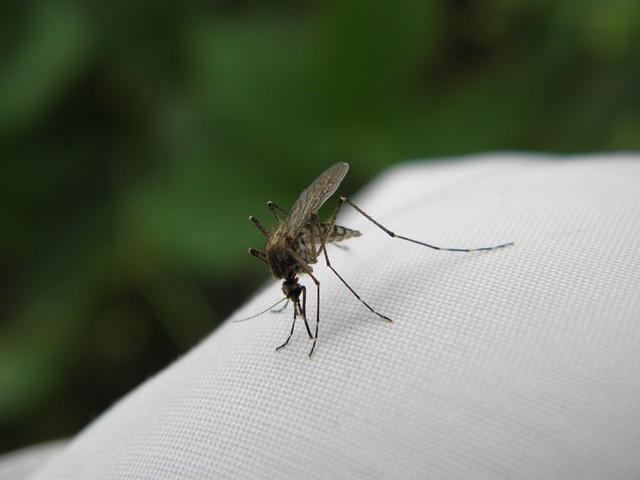 mosquito-640x480-49391257.jpeg