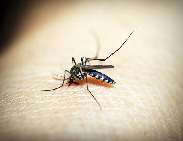 mosquito-640x480-61753371.jpeg