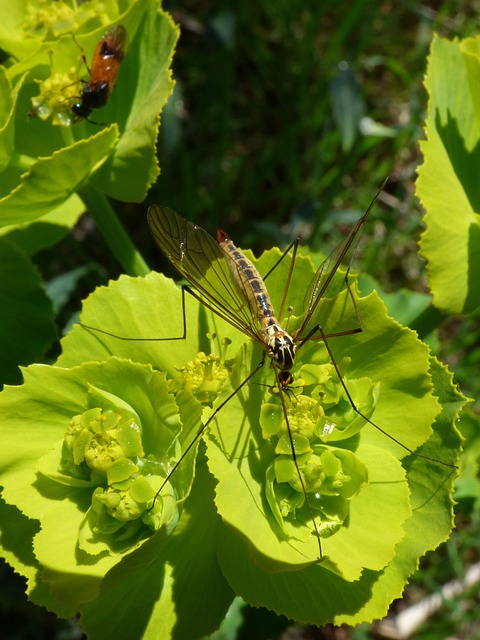 mosquito-640x480-7511140.jpeg