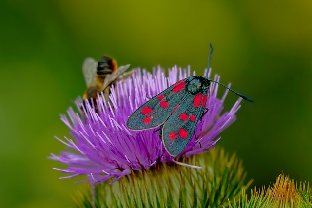 Clothes Moth Removal: Protecting Your Wardrobe and Fabrics