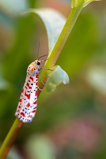 Eradicate Clothes Moth Infestation: Inspect, Treat, Prevent Damage