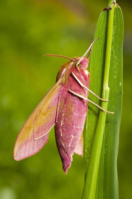 moth-moths-640x480-18974599.jpeg