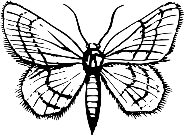 moth-moths-640x480-19135648.png