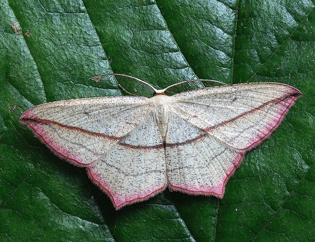 Child- & Pet-Safe Clothes Moth Control: Natural Repellents & Professional vs DIY