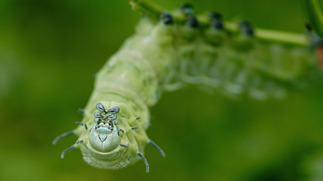 Expert Tips: Reduce Clothes Moth Attractants & Infestation Risks