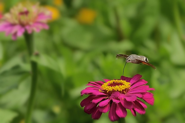 Humane and Eco-Conscious Approaches to Clothes Moths Removal