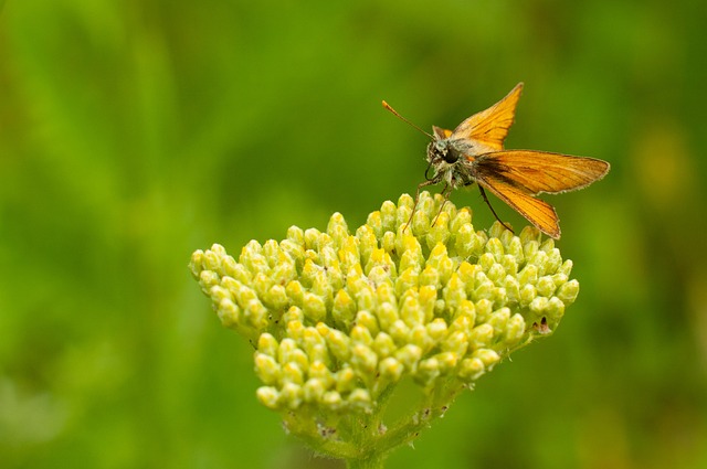 moth-moths-640x480-38307936.jpeg