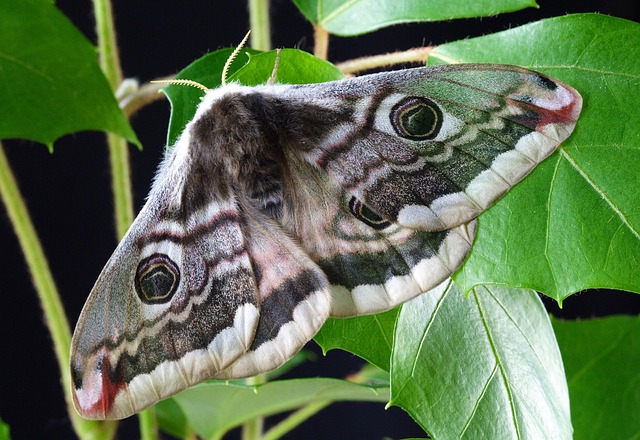 moth-moths-640x480-63707478.jpeg