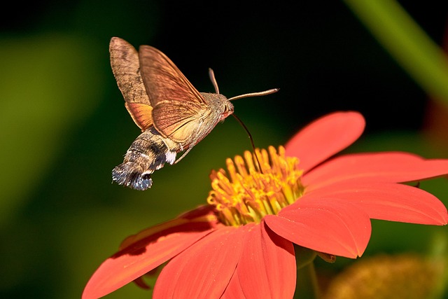 Eradicate Clothes Moths: Commercial Strategies vs DIY Prevention