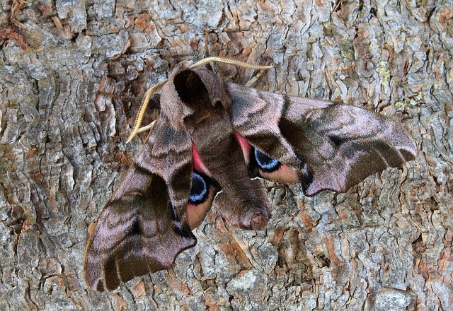 Expert Clothes Moth Removal: Achieving Guaranteed Residential Protection