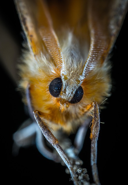 Clothes Moths Removal: Comprehensive Guide to Professional Sanitation