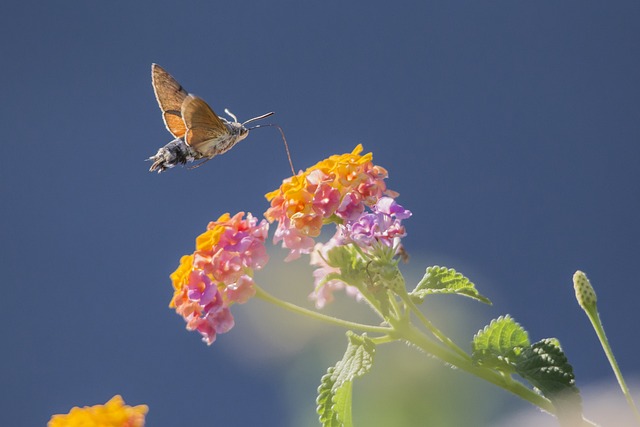 Eco-Friendly Moth Solutions: Professional Cleaning for Effective Sanitation