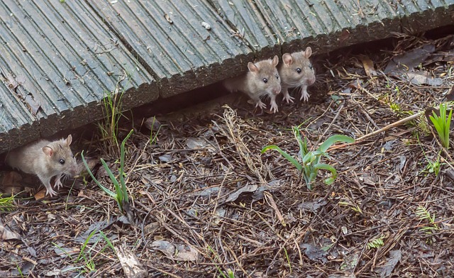 mouse-640x480-10943107.jpeg