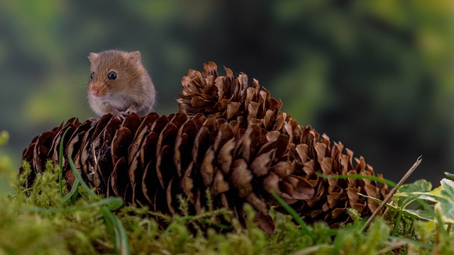 mouse-640x480-1354929.jpeg
