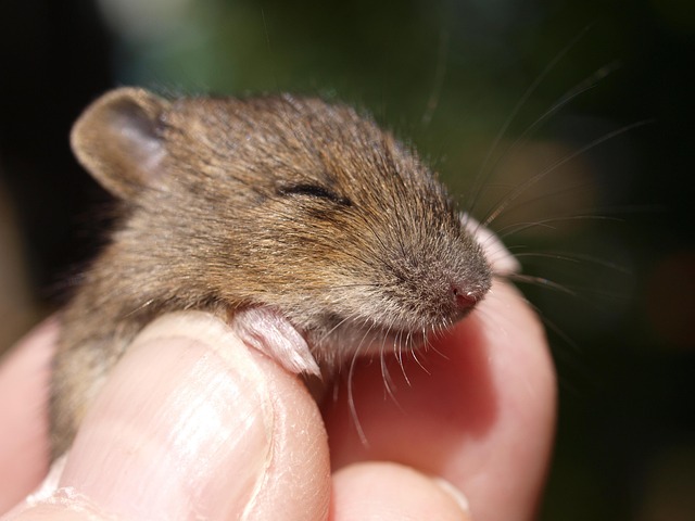 mouse-640x480-9335109.jpeg