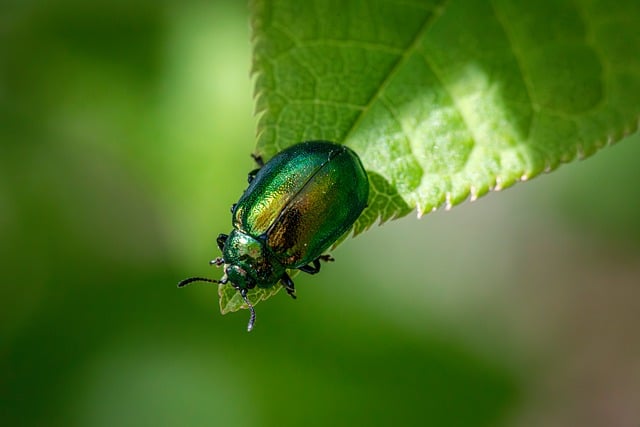Ethical Pest Management: Eco-Friendly Termite Treatments & Modern Solutions
