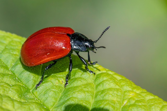 pest-640x480-10666469.jpeg