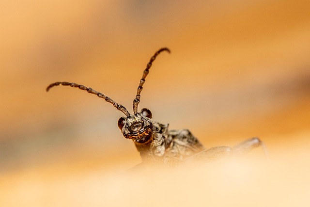 pest-640x480-13711318.jpeg