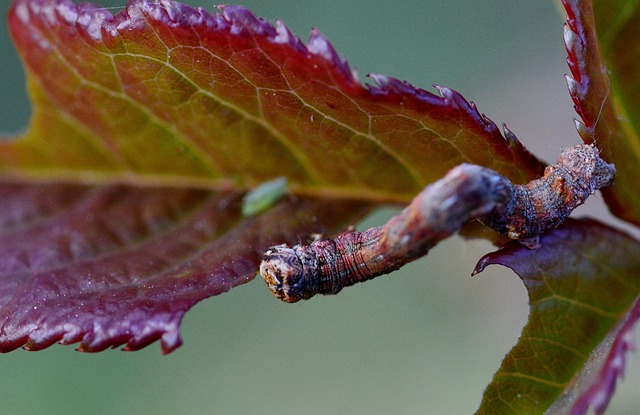 pest-640x480-14553635.jpeg
