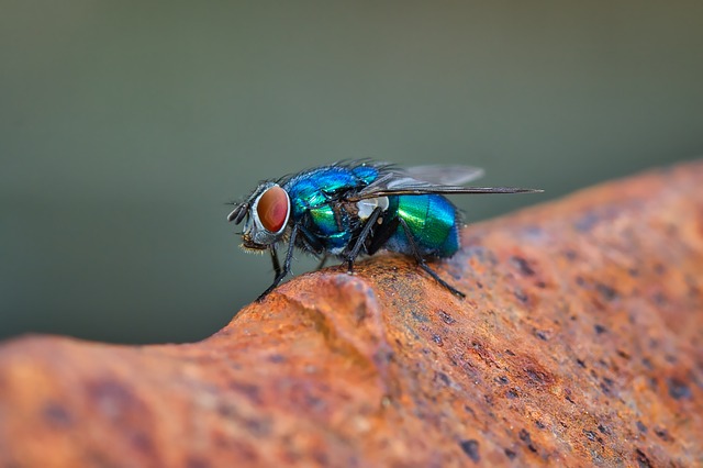 pest-640x480-20576496.jpeg