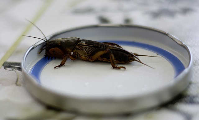pest-640x480-23193222.jpeg