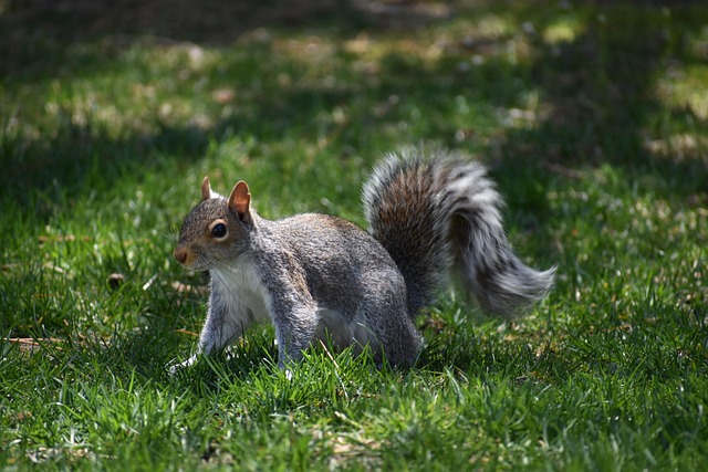 pest-640x480-24310917.jpeg