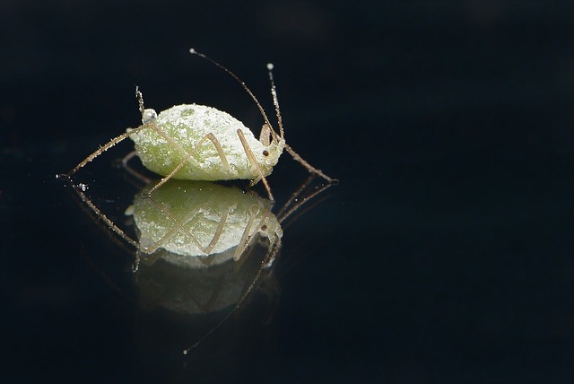 pest-640x480-29146895.jpeg