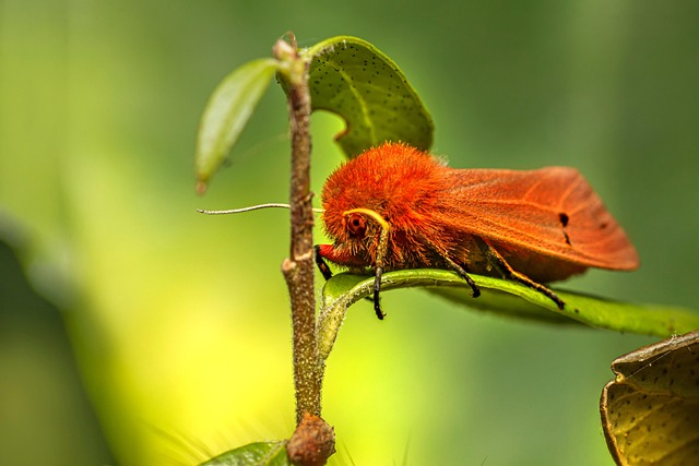 pest-640x480-2981031.jpeg