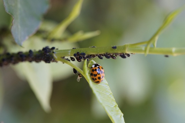 pest-640x480-37694769.jpeg