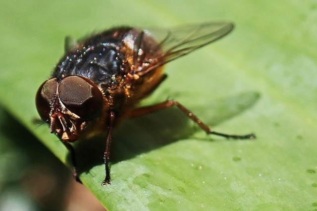 pest-640x480-41024613.jpeg