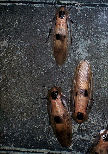 pest-640x480-42899346.jpeg