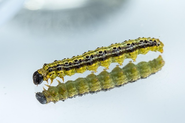 pest-640x480-43921908.jpeg