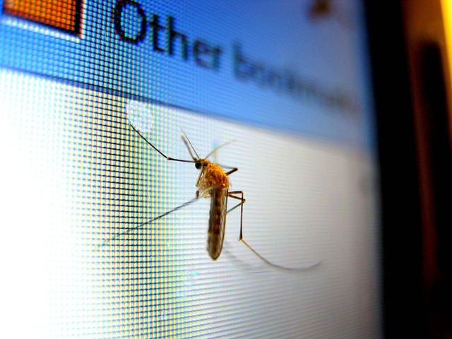 pest-640x480-58567220.jpeg