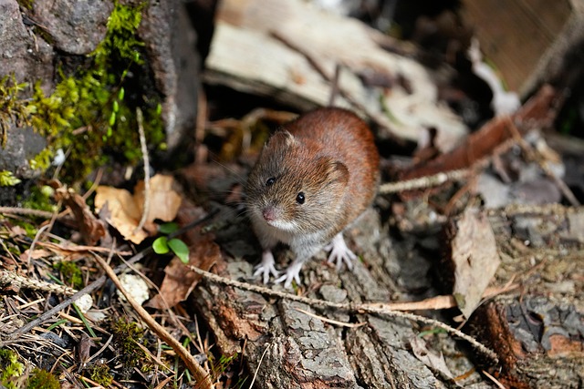 Year-Round Pest Prevention: A Comprehensive Guide for Residential Safety