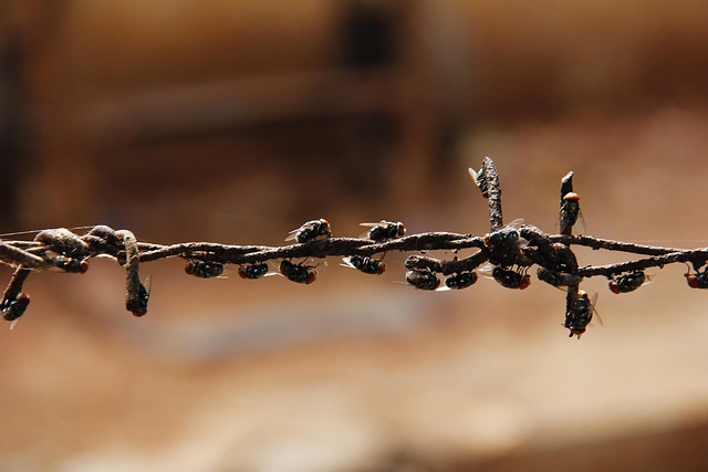 pest-640x480-70135451.jpeg