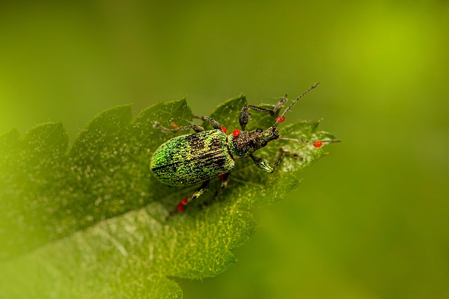 Safe & Reliable Pest Removal: Non-Toxic Solutions for Homes & Businesses