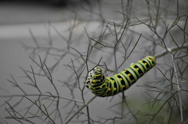 pest-640x480-71745597.jpeg