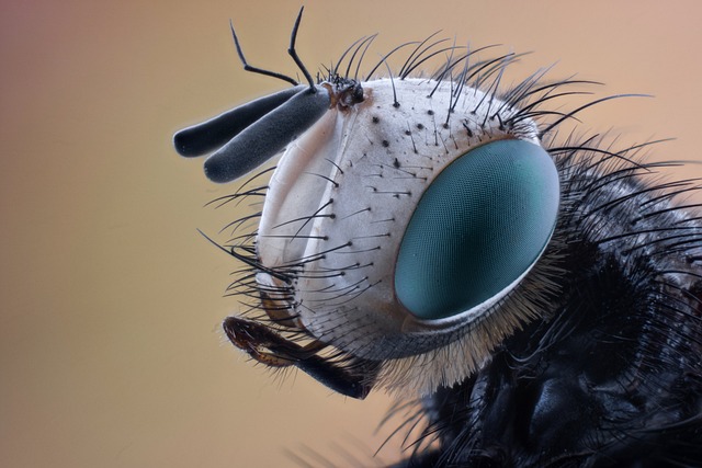 pest-640x480-73845599.jpeg