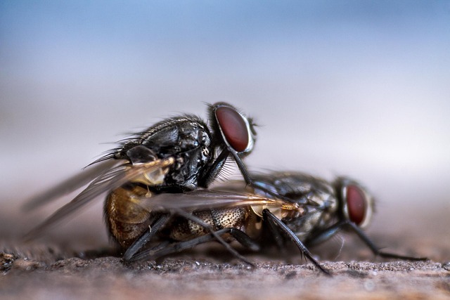 pest-640x480-77992480.jpeg