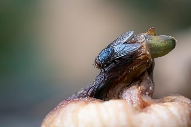 Personalized Pest Control: Tailored Solutions for Effective Residential Removal