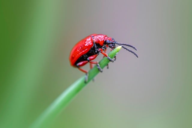 Maintaining a Pest-Free Home: Comprehensive Strategies for Long-Term Control