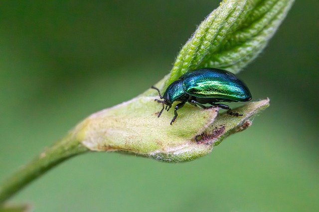 pest-640x480-91544698.jpeg
