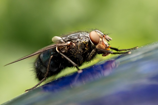 Integrated Pest Management for Homes: Effective Ant Control Strategies